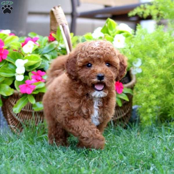 Monty, Mini Goldendoodle Puppy