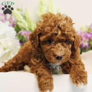 MoonBeam, Toy Poodle Puppy