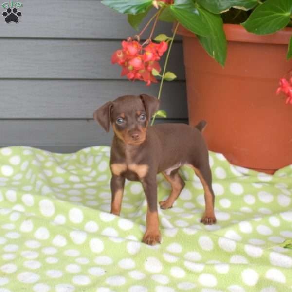 Moose, Miniature Pinscher Puppy