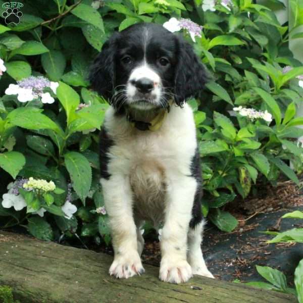 Moose, English Springer Spaniel Puppy