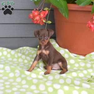 Moose, Miniature Pinscher Puppy