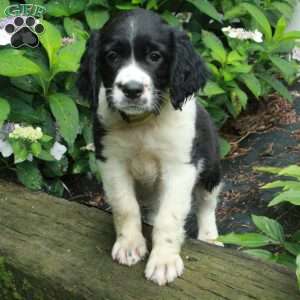 Moose, English Springer Spaniel Puppy
