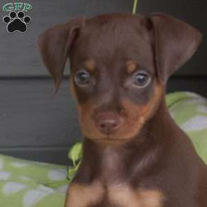 Moose, Miniature Pinscher Puppy