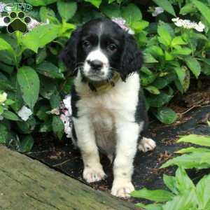 Moose, English Springer Spaniel Puppy