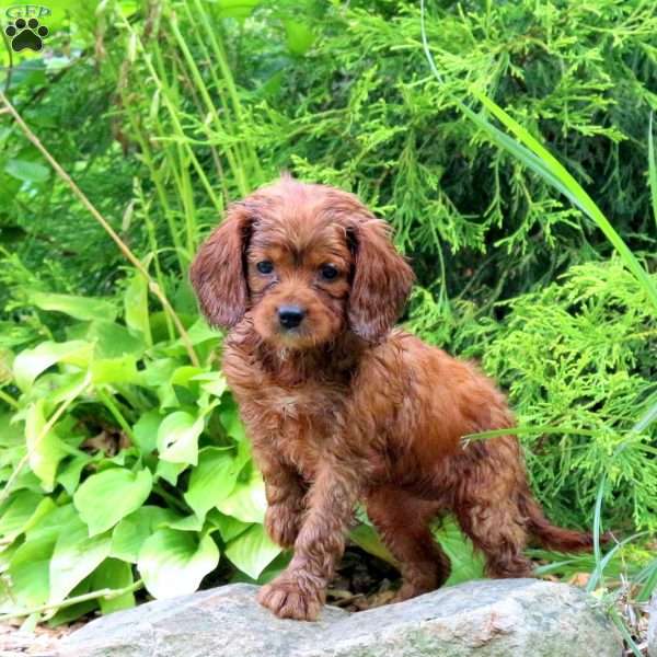 Mopey, Cavapoo Puppy