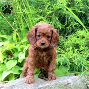 Mopey, Cavapoo Puppy