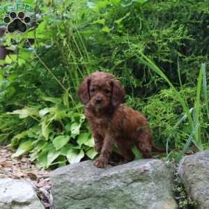 Mopey, Cavapoo Puppy