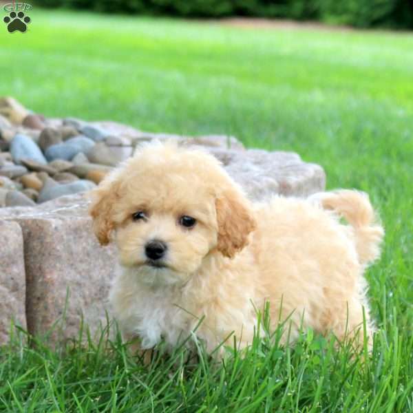 Morris, Bich-Poo Puppy