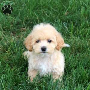 Morris, Bich-Poo Puppy