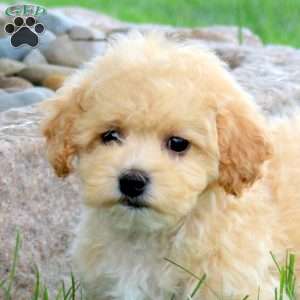 Morris, Bich-Poo Puppy
