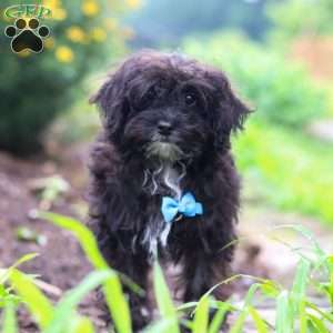 Moses, Yorkie Poo Puppy