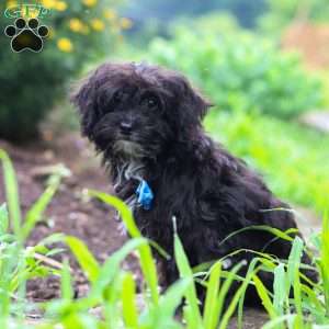 Moses, Yorkie Poo Puppy