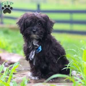 Moses, Yorkie Poo Puppy