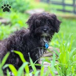 Moses, Yorkie Poo Puppy