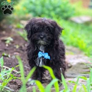 Moses, Yorkie Poo Puppy