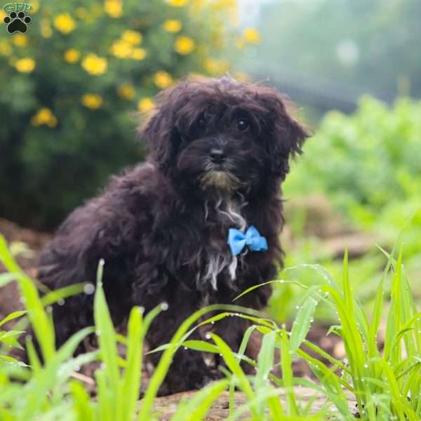 Moses, Yorkie Poo Puppy