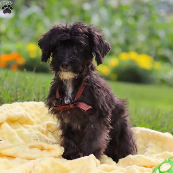 Moses, Yorkie Poo Puppy