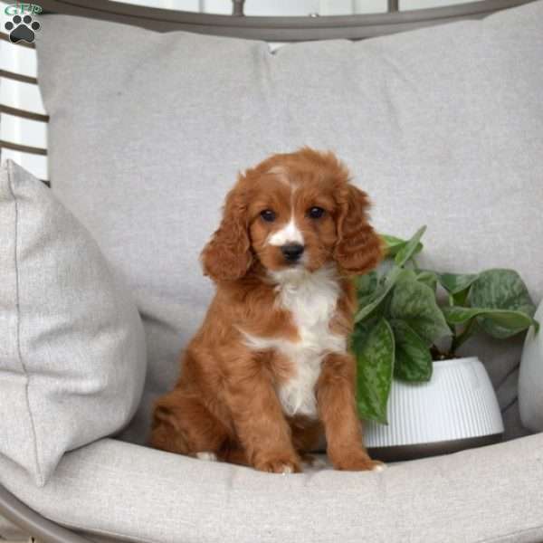 Muffin, Cavapoo Puppy