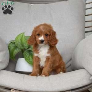Muffin, Cavapoo Puppy