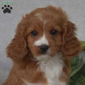 Muffin, Cavapoo Puppy