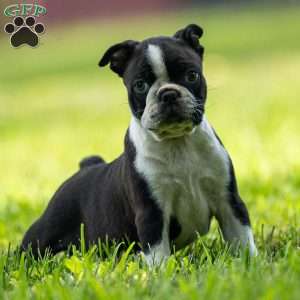 Muffin, Boston Terrier Puppy
