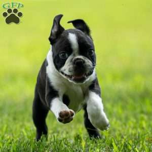Muffin, Boston Terrier Puppy