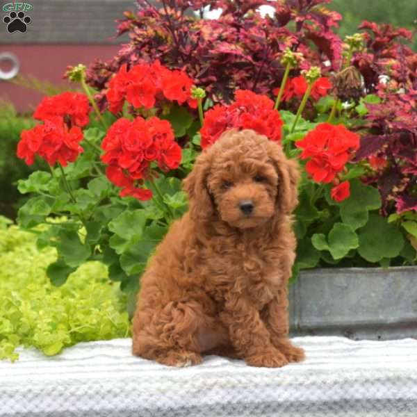 Muffy, Miniature Poodle Puppy