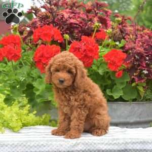 Muffy, Miniature Poodle Puppy