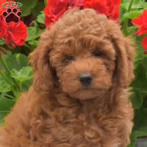Muffy, Miniature Poodle Puppy
