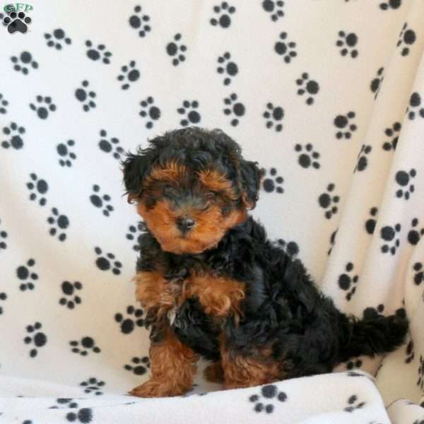 Murphy, Yorkie Poo Puppy