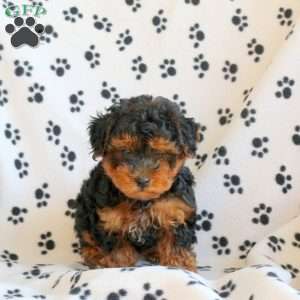 Murphy, Yorkie Poo Puppy