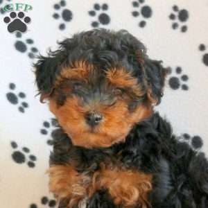 Murphy, Yorkie Poo Puppy