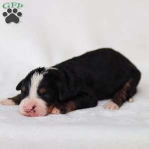 Murphy, Mini Bernedoodle Puppy