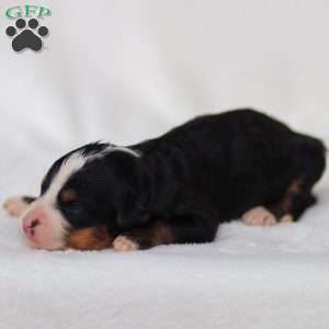 Murphy, Mini Bernedoodle Puppy