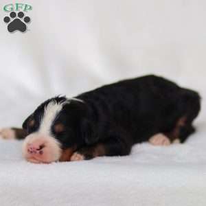 Murphy, Mini Bernedoodle Puppy