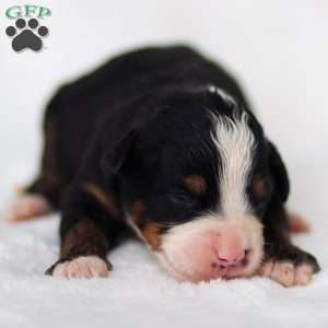 Murphy, Mini Bernedoodle Puppy