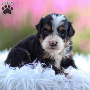 Murphy, Mini Bernedoodle Puppy