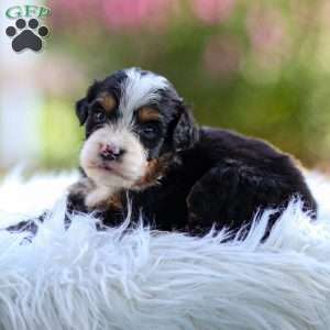 Murphy, Mini Bernedoodle Puppy
