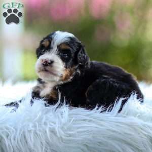 Murphy, Mini Bernedoodle Puppy