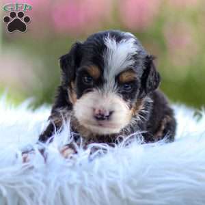 Murphy, Mini Bernedoodle Puppy