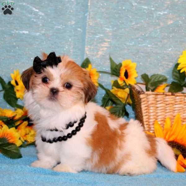 Mya, Shih Tzu Puppy