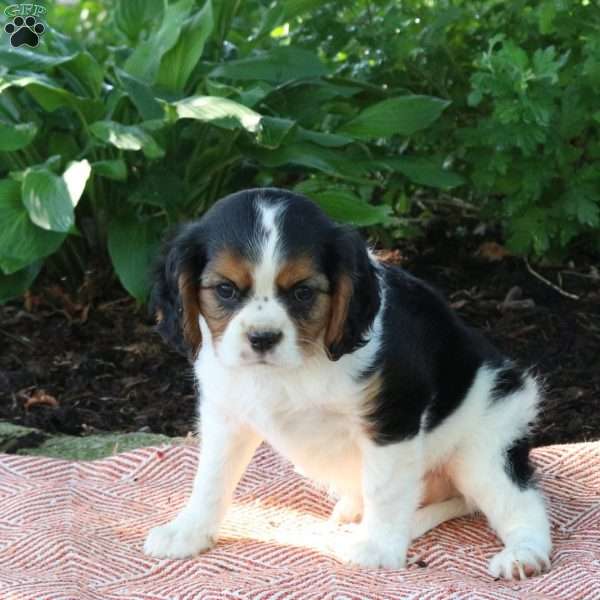 Mylan, Cavalier King Charles Spaniel Puppy