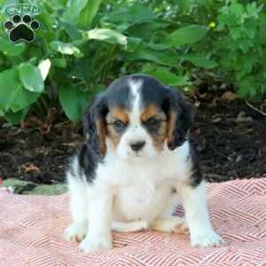 Mylan, Cavalier King Charles Spaniel Puppy