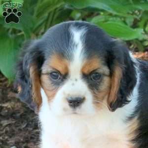 Mylan, Cavalier King Charles Spaniel Puppy