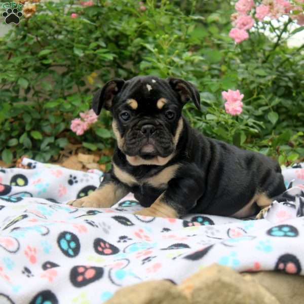 Nadia, French Bulldog Puppy