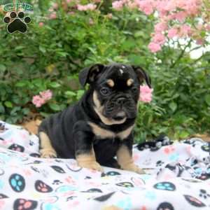 Nadia, French Bulldog Puppy