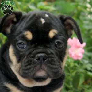 Nadia, French Bulldog Puppy
