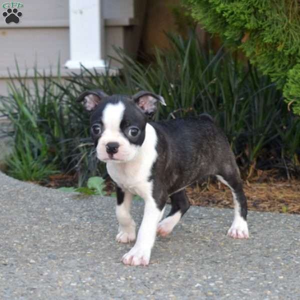 Nala, Boston Terrier Puppy