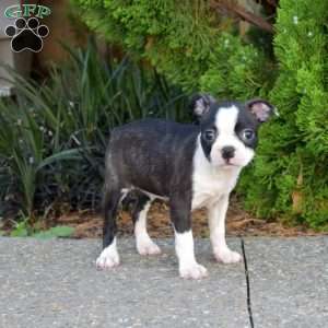 Nala, Boston Terrier Puppy