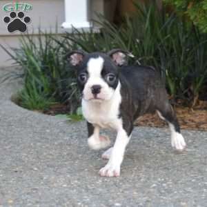 Nala, Boston Terrier Puppy